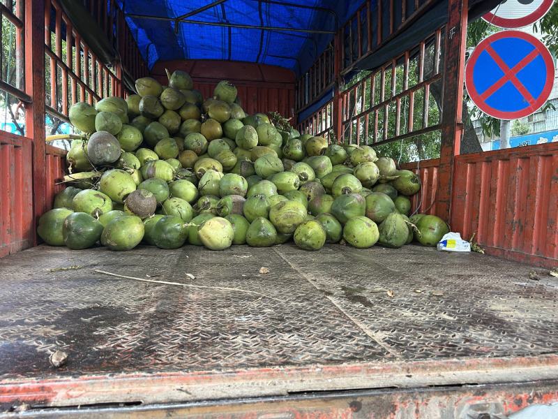 精品海南万宁椰子基地供应质量保证欢迎咨询