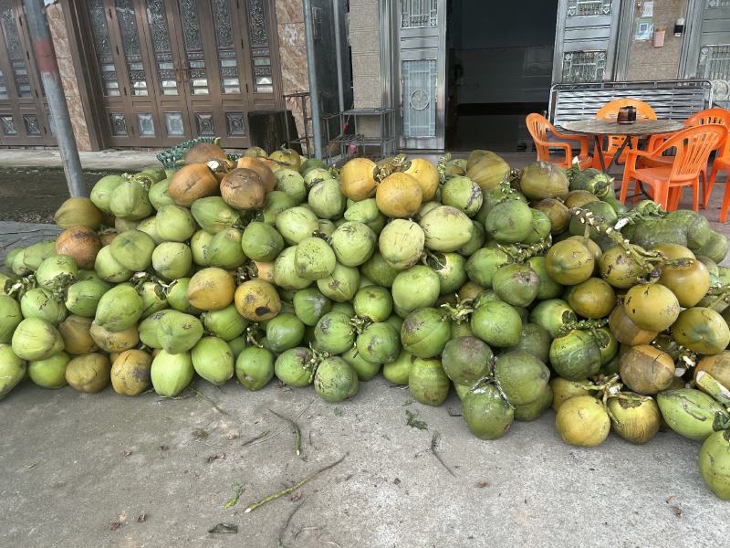 精品海南万宁椰子基地供应质量保证欢迎咨询