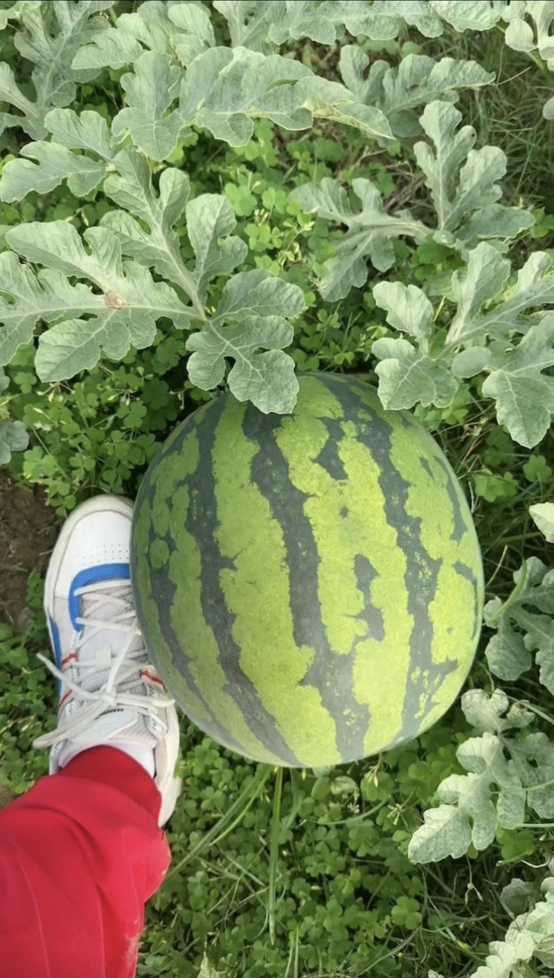 美都无籽有籽大量出货产地一手货源专业打瓜质量保证