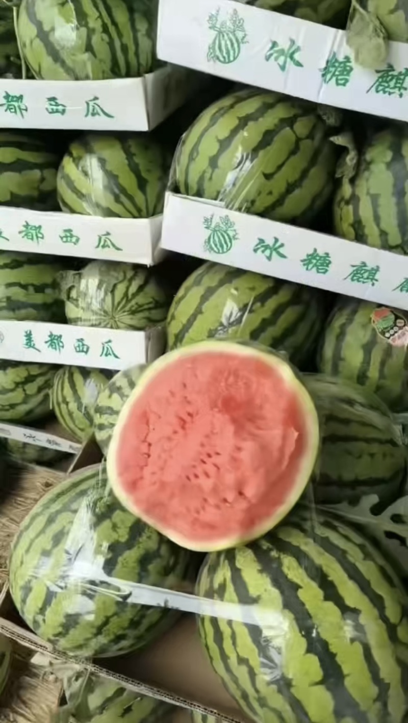 美都无籽有籽大量出货产地一手货源专业打瓜质量保证