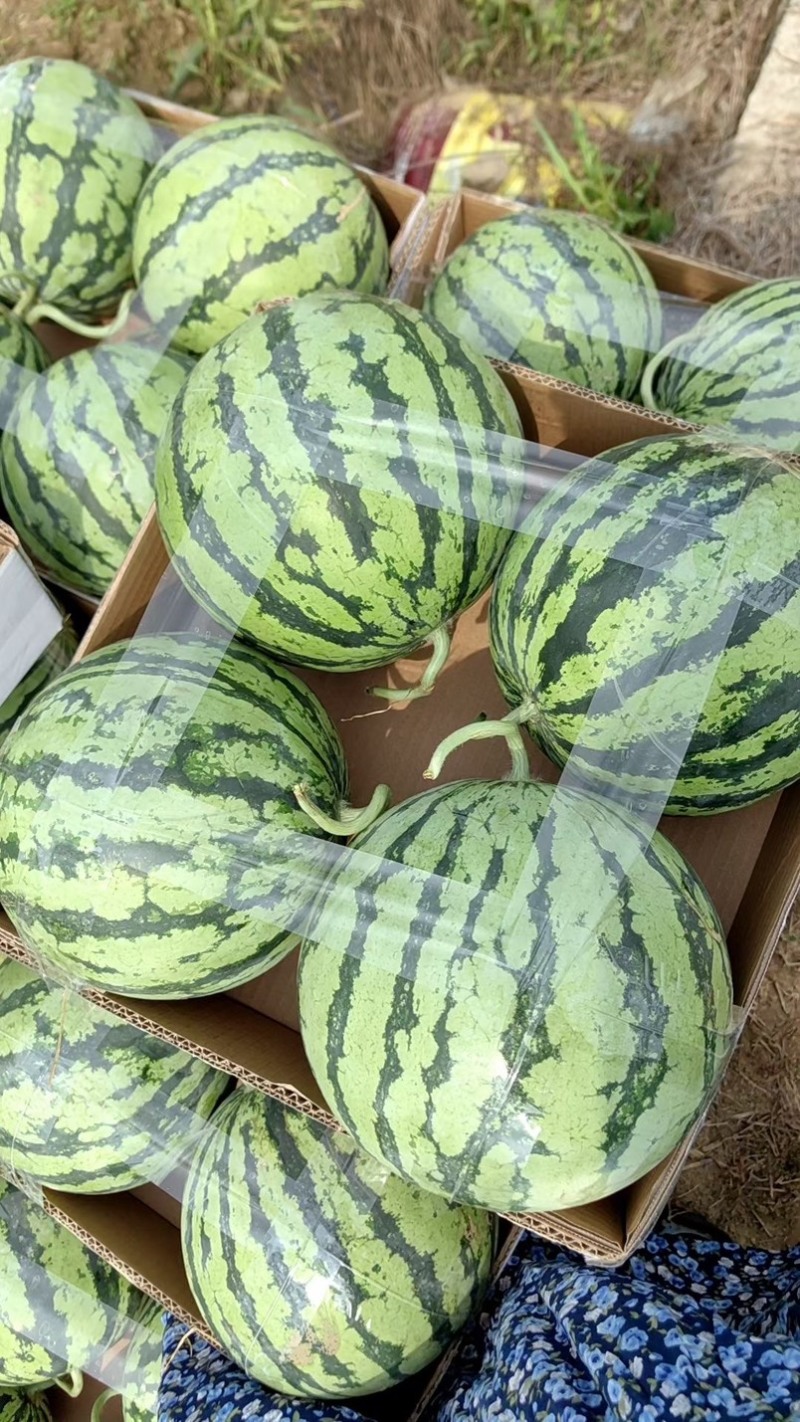 美都无籽有籽大量出货产地一手货源专业打瓜质量保证