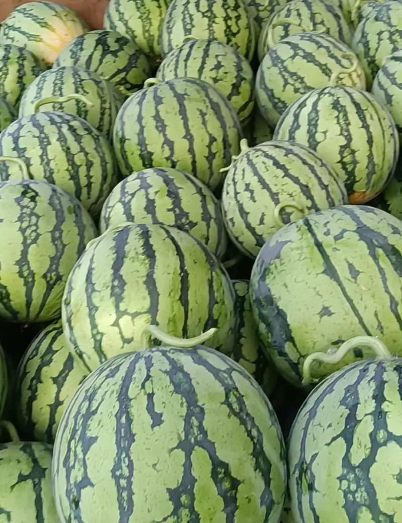 露天麒麟瓜/湖北西瓜/冰糖麒麟西瓜/薄皮大红瓤/全国代发