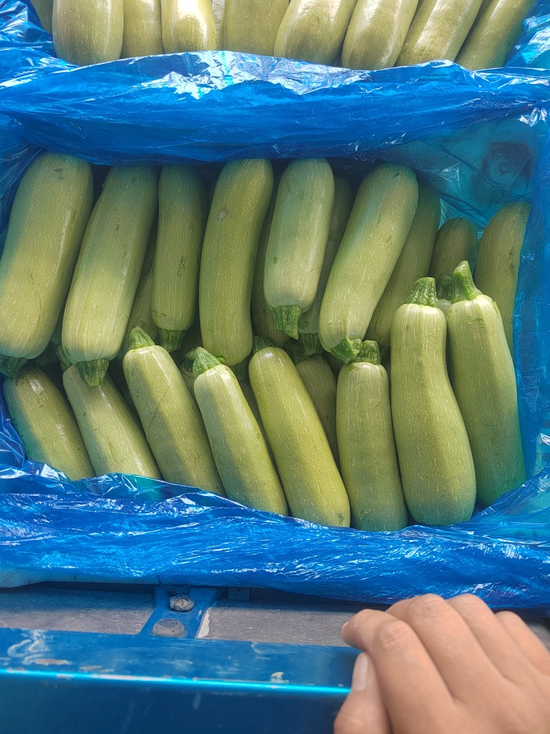 精品西葫芦
