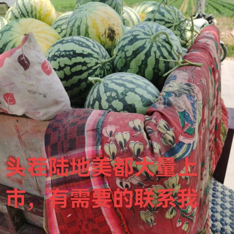 头茬美都大量上市