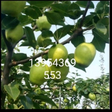 山东滨州阳信县万亩早酥梨成熟了皮薄核小无渣甘甜