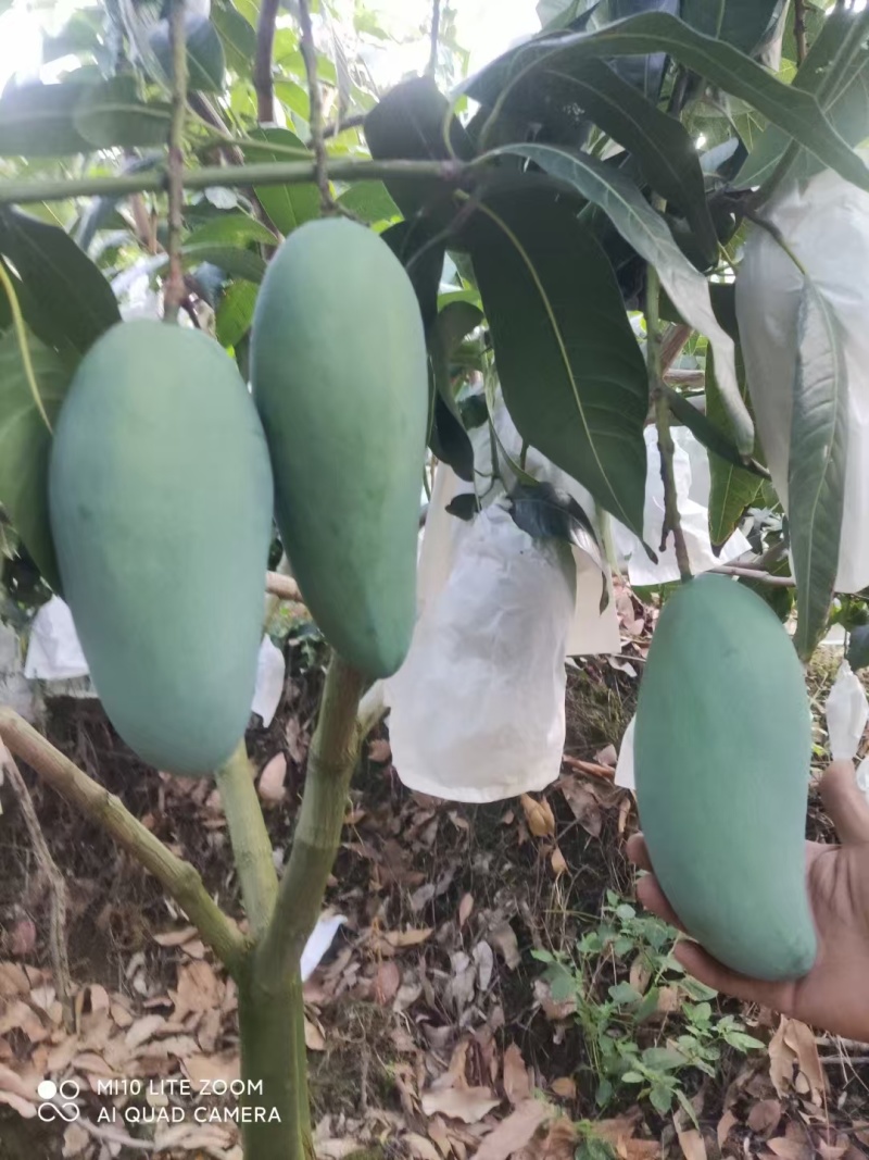 攀枝花芒果熟了，欢迎各位老板前来洽谈，