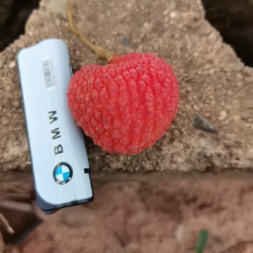 荔枝水果桂味糯米糍仙进奉情人荔等等