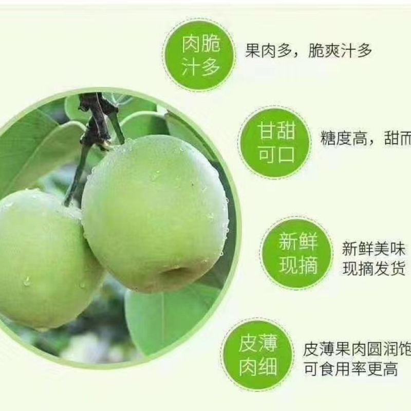 精品砀山翠玉梨产地供应对接全国量大从优欢迎咨询