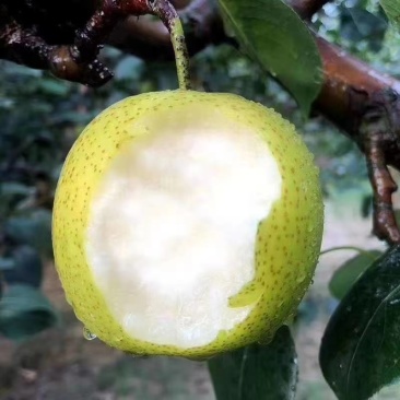 精品砀山翠玉梨产地供应对接全国量大从优欢迎咨询