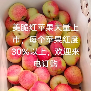 美脆红苹果大量出货