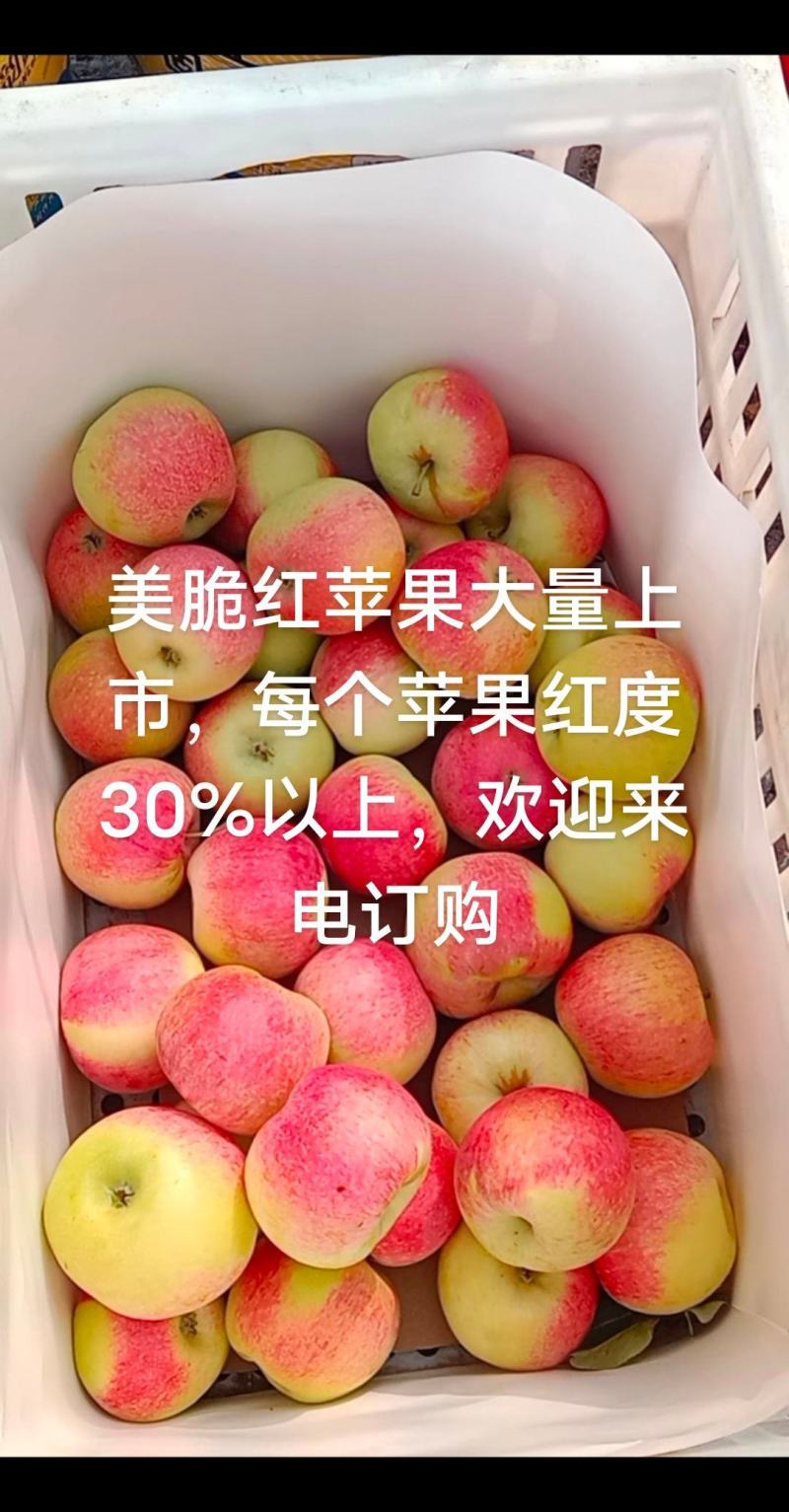 美脆红苹果大量出货