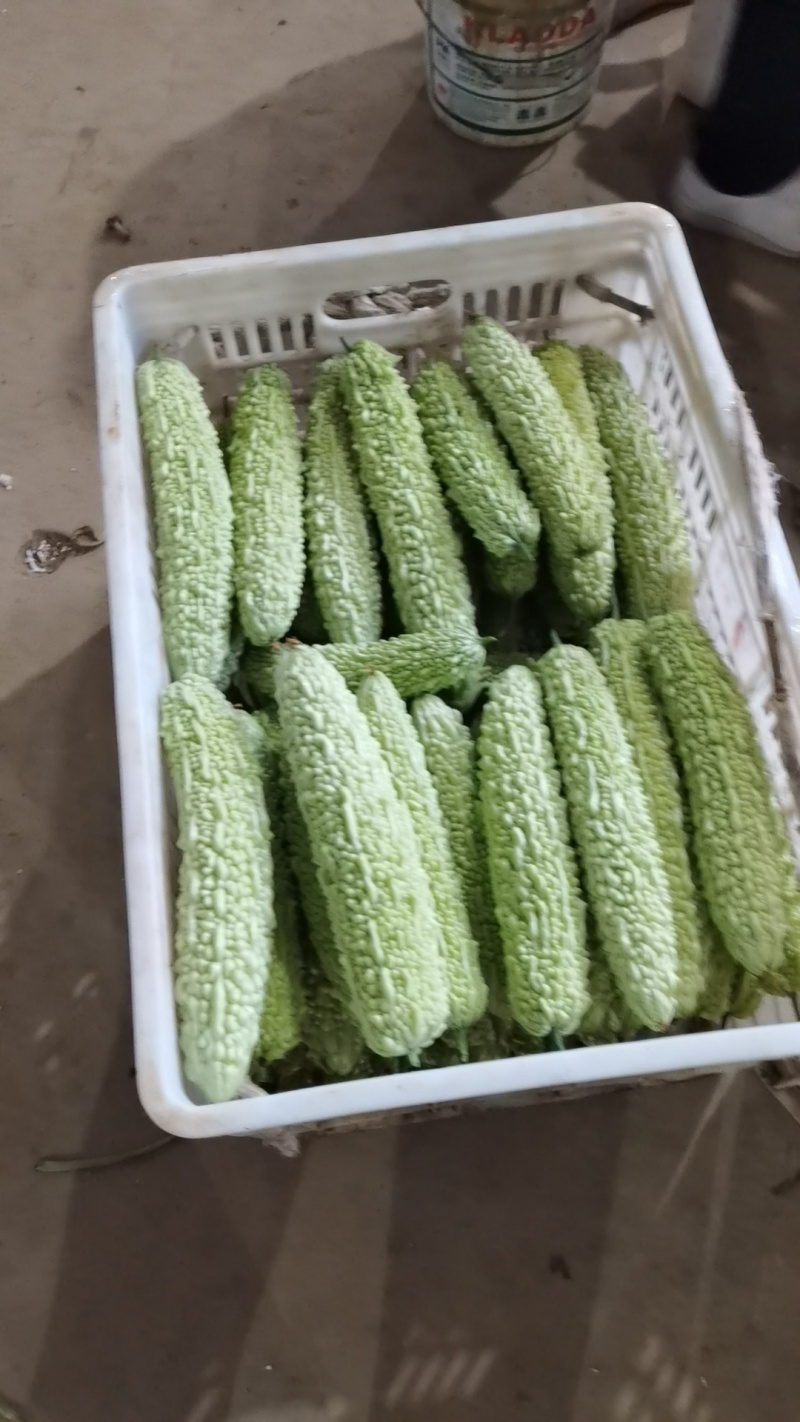 珍珠白苦瓜大量供应保质保量价格优惠
