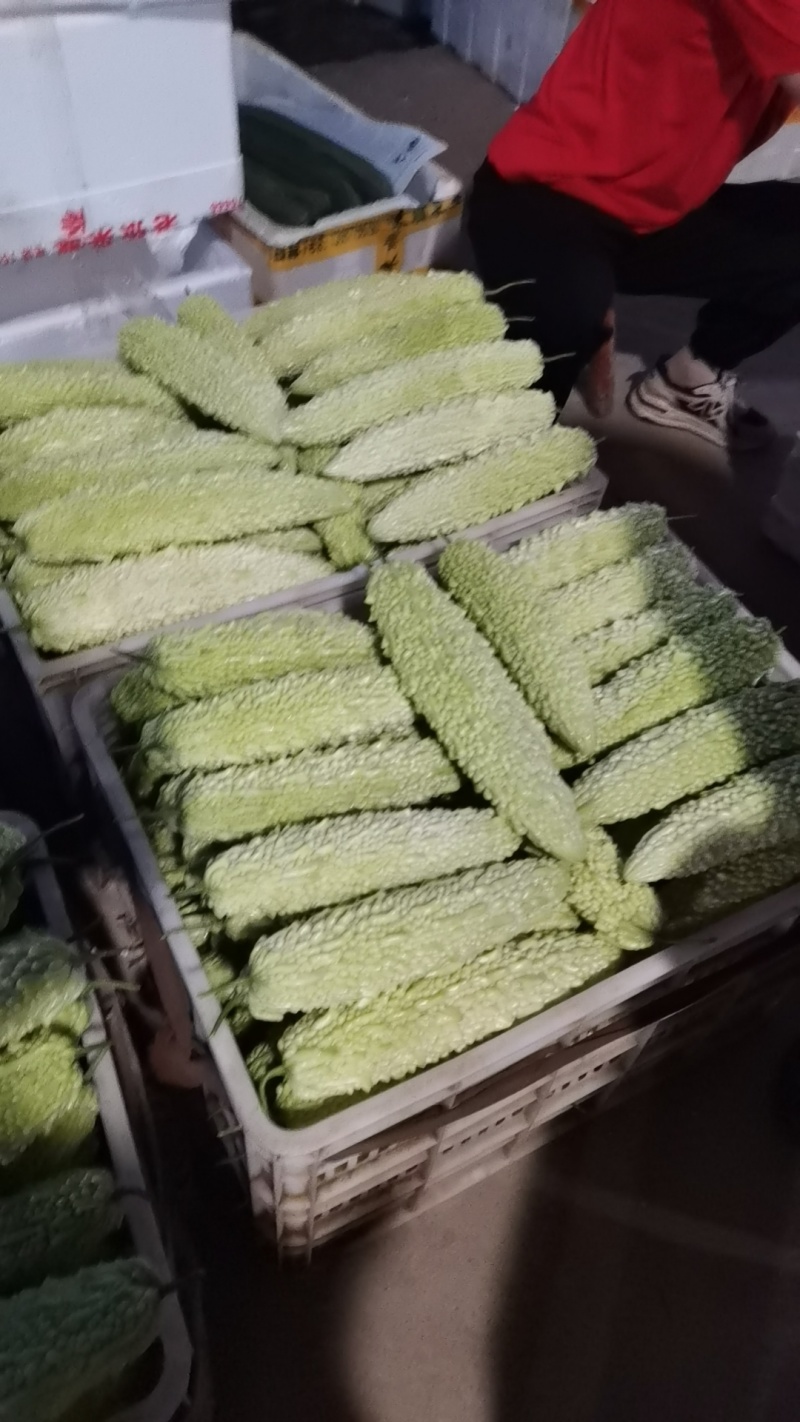 珍珠白苦瓜大量供应保质保量价格优惠