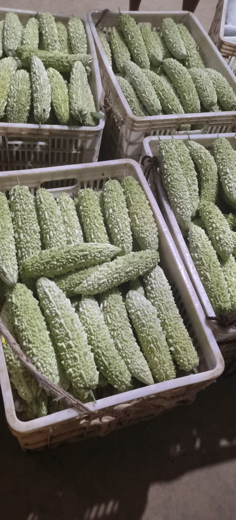 珍珠白苦瓜大量供应保质保量价格优惠