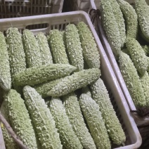 珍珠白苦瓜大量供应保质保量价格优惠