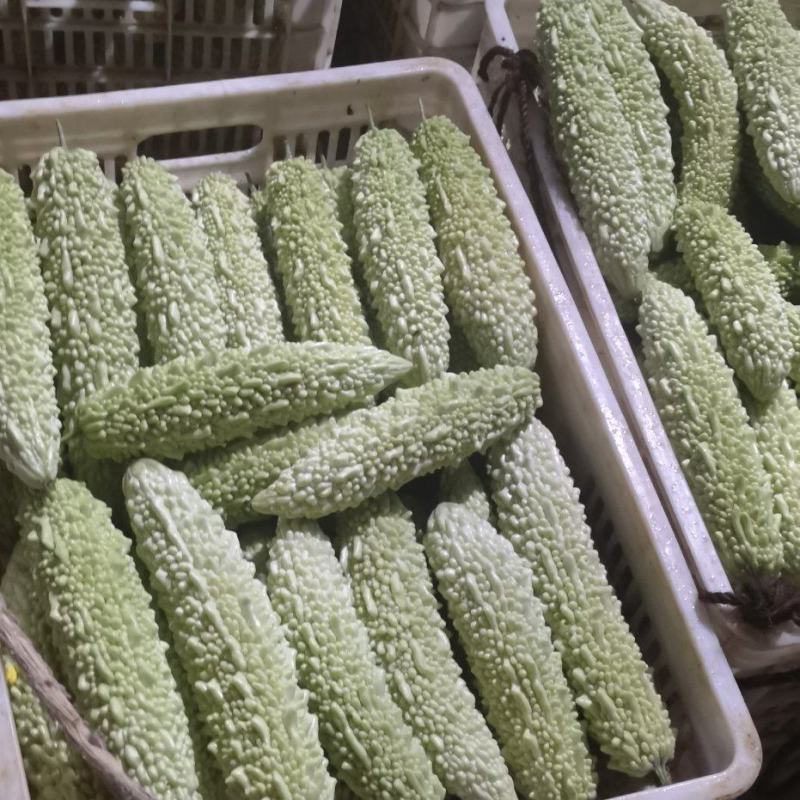 珍珠白苦瓜大量供应保质保量价格优惠