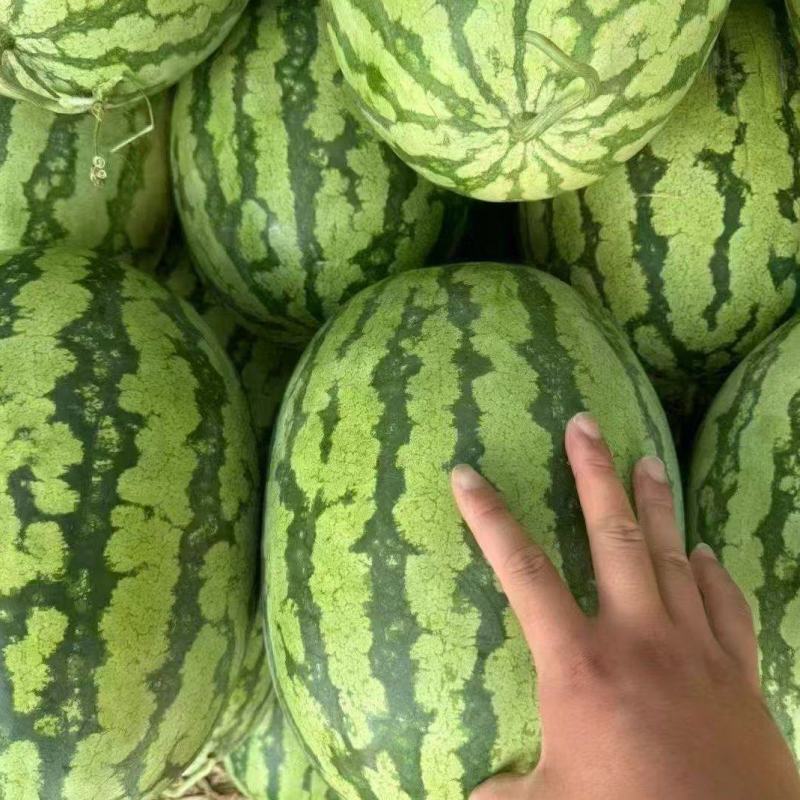 宁夏一手货源硒砂瓜清甜可口品相好对接全国市场量大从优