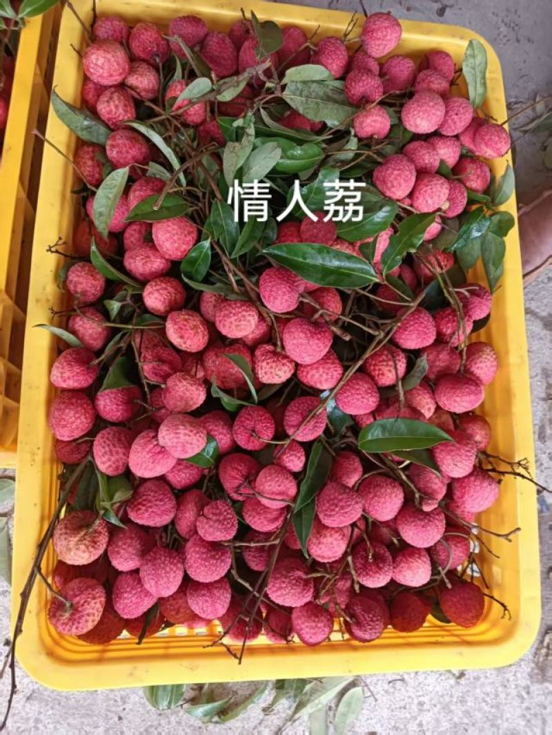 广西桂平麻垌情人荔，大量供应，原产地直发