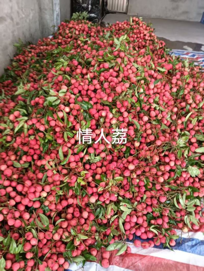广西桂平麻垌情人荔，大量供应，原产地直发