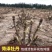 安徽亳州牡丹苗大量有货，欢迎选购，价格可以谈
