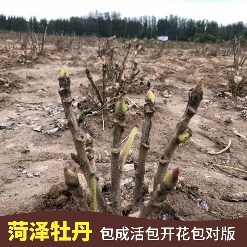 安徽亳州牡丹苗大量有货，欢迎选购，价格可以谈