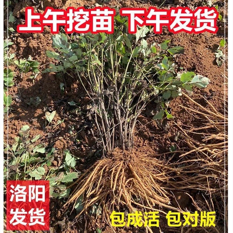 安徽亳州牡丹苗大量有货，欢迎选购，价格可以谈