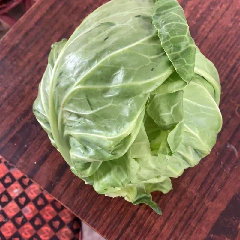 面包甘蓝菜，价格便宜，棚里货，需要的老板下单哟