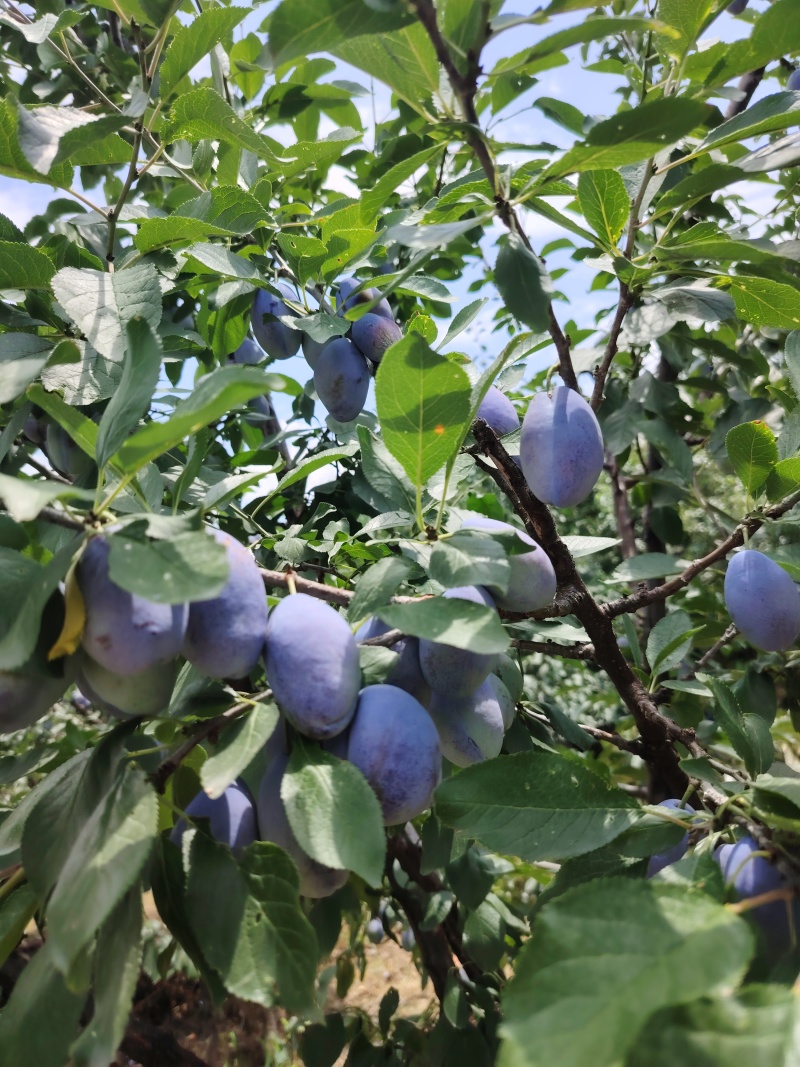 汉源西梅李，阳光与甜蜜的馈赠，现货