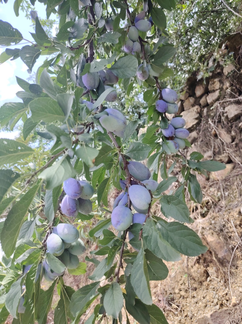 汉源西梅李，阳光与甜蜜的馈赠，现货