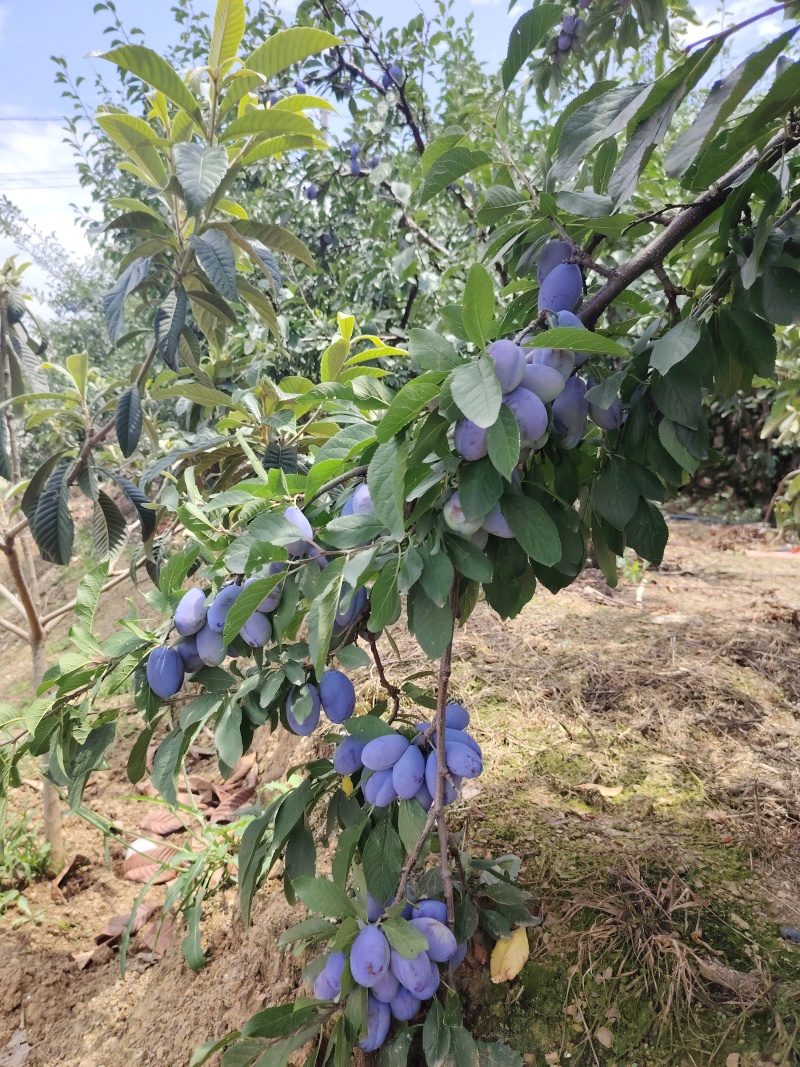汉源西梅李，阳光与甜蜜的馈赠，现货