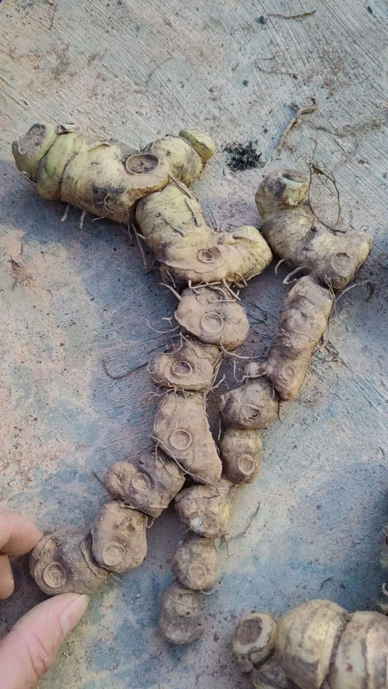 黄精