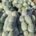 一串岭小冬瓜