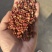 特级大红袍产地直销价格便宜