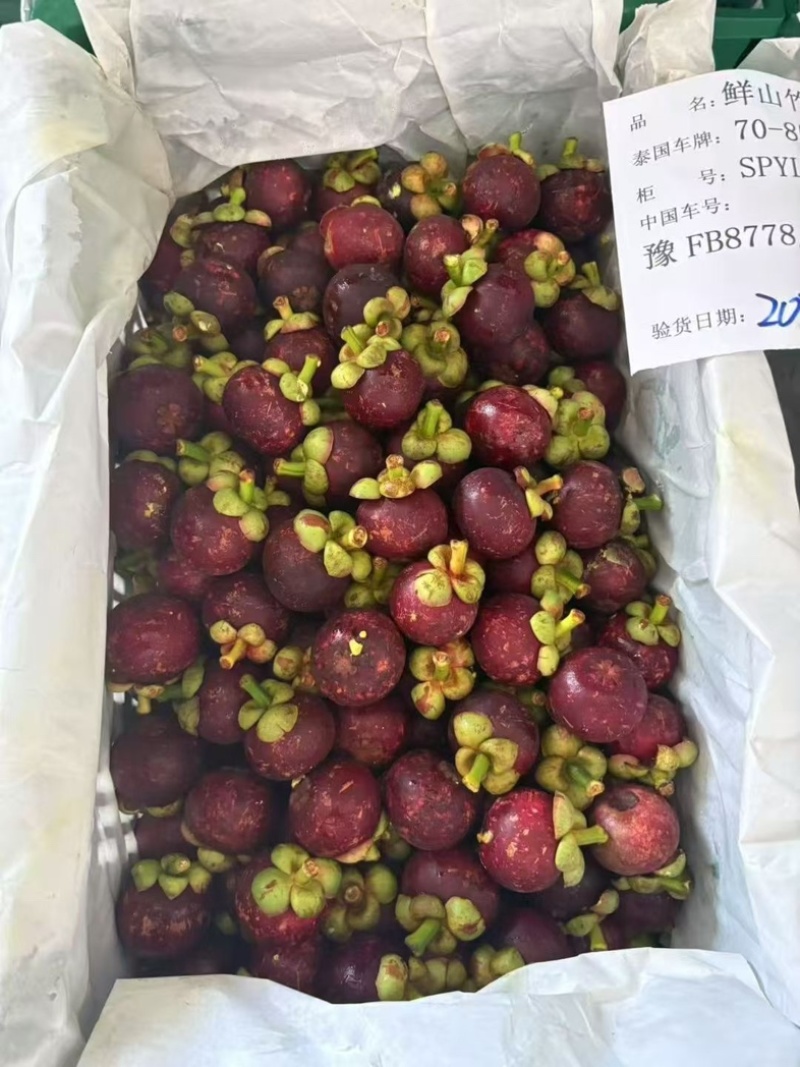 鲜山竹品质保证货源充足量大从优价格实惠