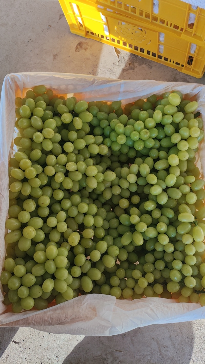 可做商检。新疆吐鲁番无核白大量上市，出口，电商，商超均可
