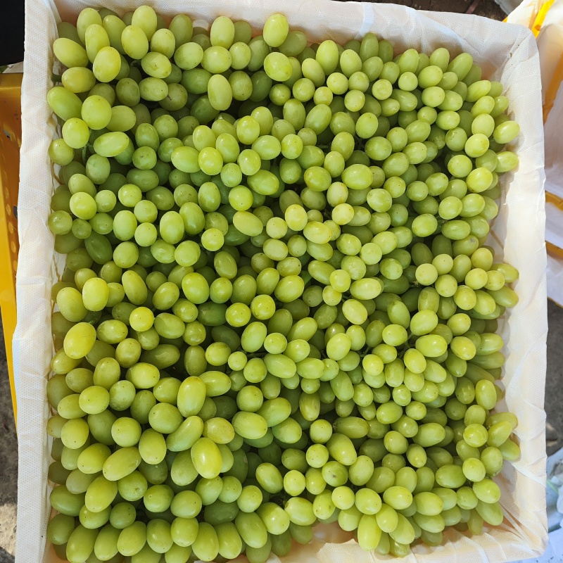 可做商检。新疆吐鲁番无核白大量上市，出口，电商，商超均可