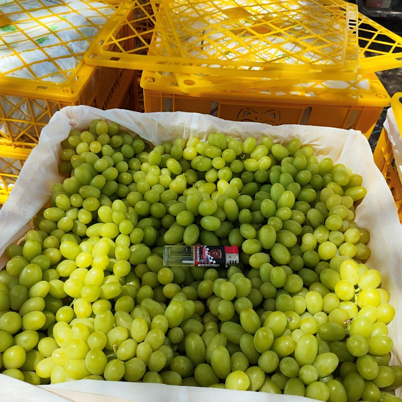 可做商检。新疆吐鲁番无核白大量上市，出口，电商，商超均可