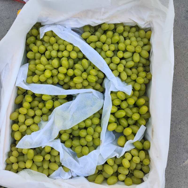 可做商检。新疆吐鲁番无核白大量上市，出口，电商，商超均可