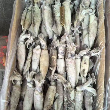 笔管鱼