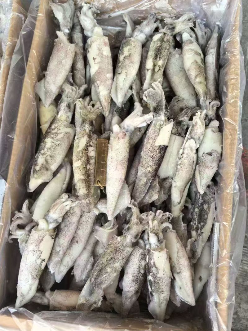 笔管鱼