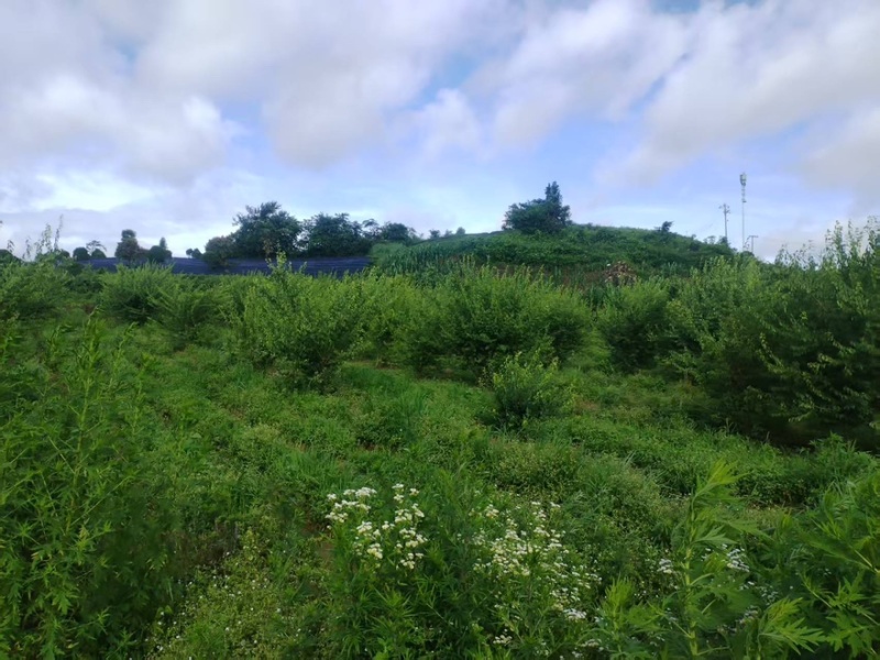 【腊梅树】贵州丛生腊梅产地直发分支多耐寒量大从优可视频