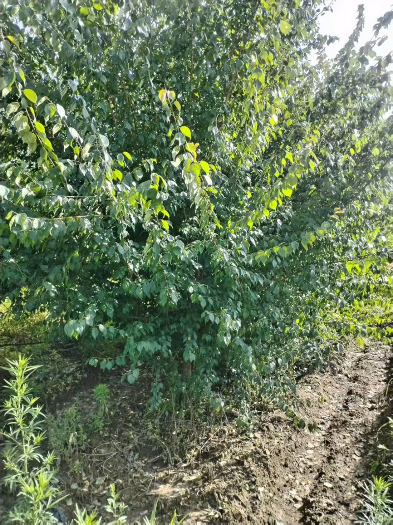 【腊梅树】贵州丛生腊梅产地直发分支多耐寒量大从优可视频