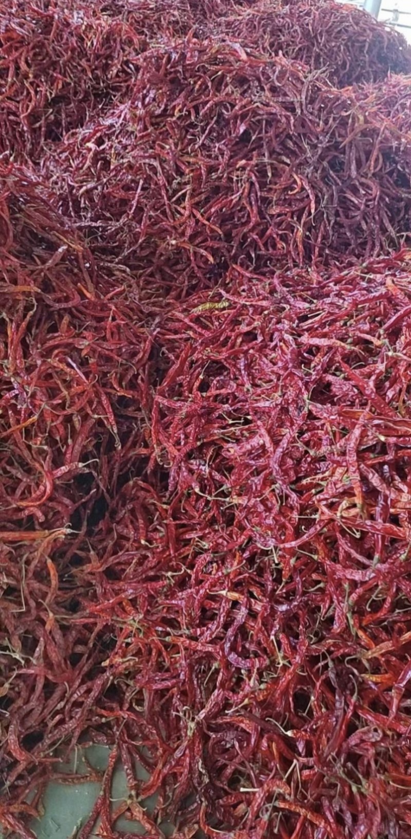 【实力推荐】二荆条辣椒/干辣椒/一手货源/视频看货/电询