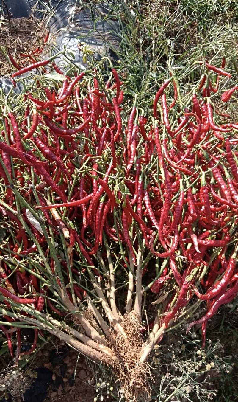 【实力推荐】二荆条辣椒/干辣椒/一手货源/视频看货/电询