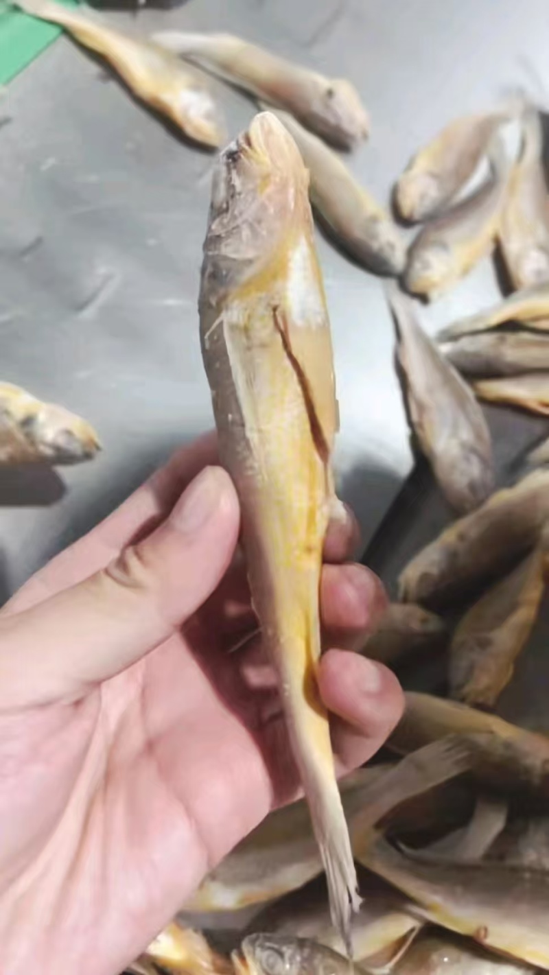 黄花鱼