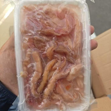 海肠