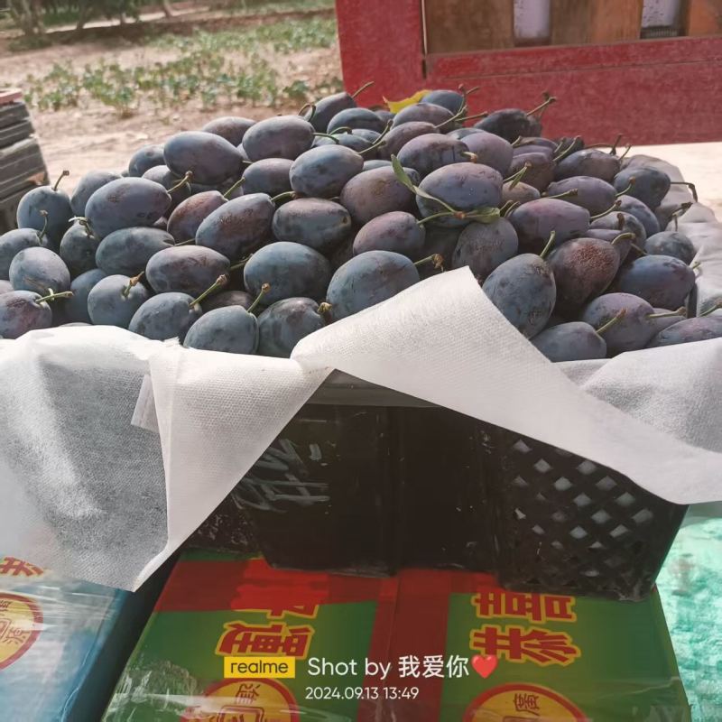 新疆西梅/蓝西梅/货量充足对接全国市场、加工厂