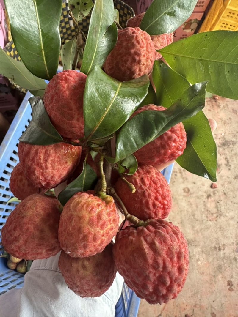 灵山荔枝先进奉