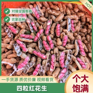 四粒红花生红皮花生产地直供大量供应品质好价格低