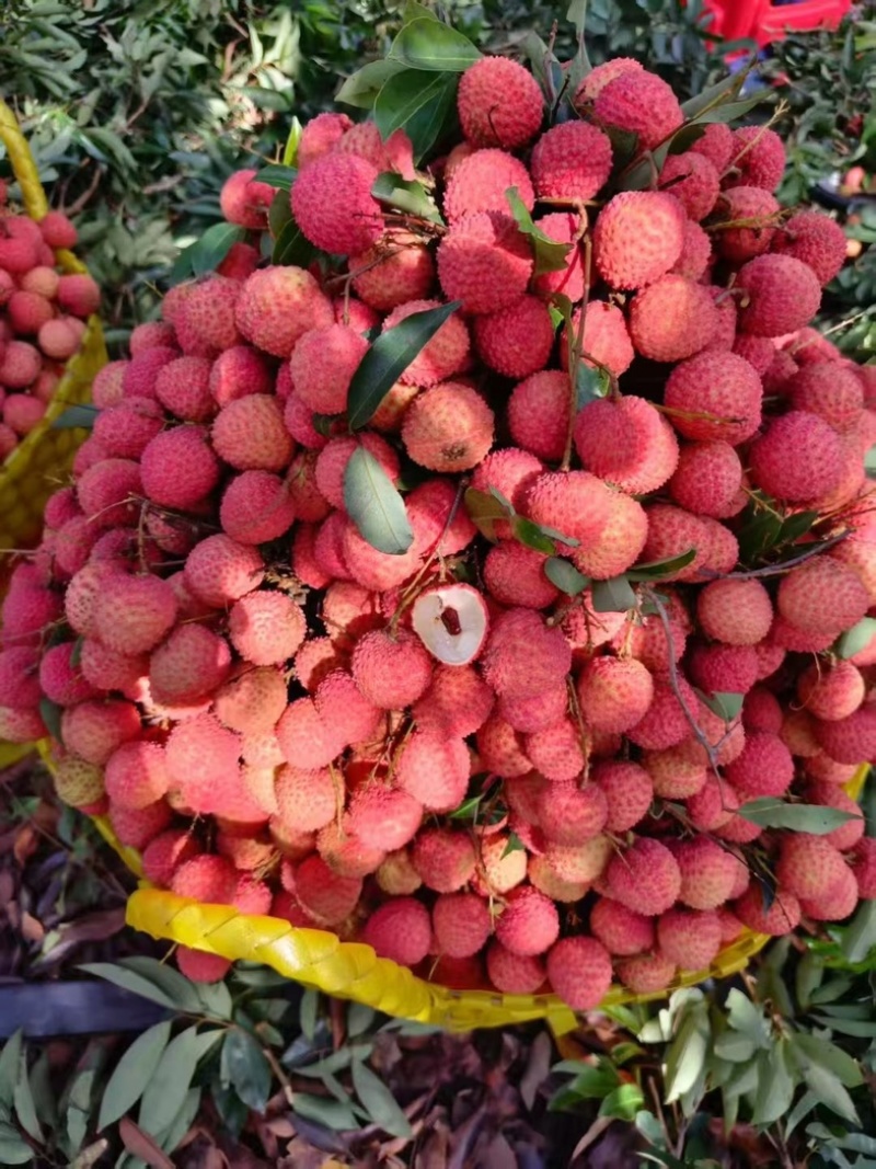 灵山桂味